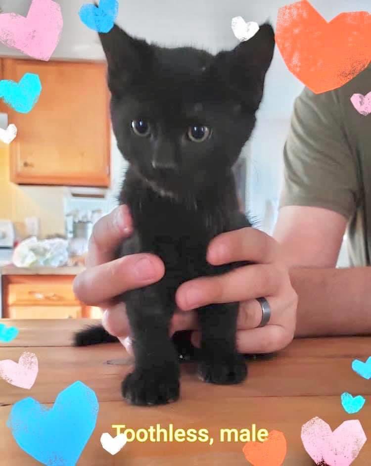 black kitten rescue